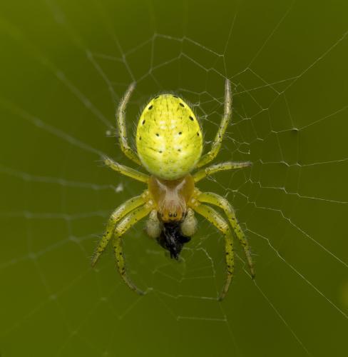 Araniella sp.